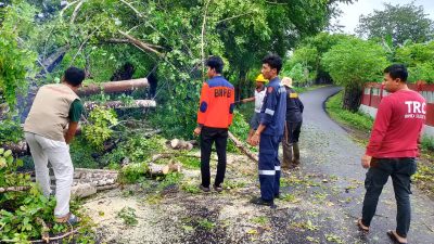Sempat Tutupi Ruas Jln. Tamamelong, BPBD Selayar Sigap Singkirkan Bangkai Pohon Tumbang