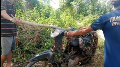 Kerap Buat Resah Warga, Indukan Ular Ditaklukkan Regu Damkar Posko Bontomate’ne