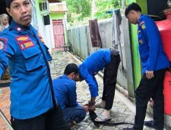 Masuk ke Rumah Warga, Damkarmat Selayar Sigap Amankan Biawak