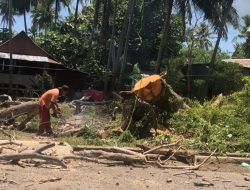 Eksekusi Pohon Rawan Tumbang di Jln. DI. Panjaitan, BPBD Selayar Terjunkan Belasan Personel TRC