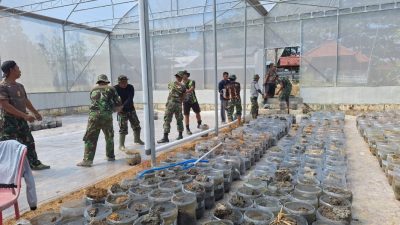 Menanam Padi dengan Metode Hidroponik Kodim 0812 Lamongan Memakai Green House