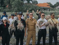 Pj. Sekda Badung Panen Bawang Merah di Subak Delod Sema, Sading