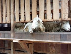 Dalam Tiga Bulan 8 Ekor Kambing Milik Pemdes Pangkah, Tegal, Mati
