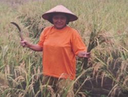 Kabupaten Barito Timur Sangat Subur untuk Pertanian Padi