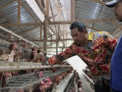 Pemprov Sulbar Bentuk Dinas Peternakan dan Keswan, Peternak Tradisional Menuju Industri Peternakan Modern