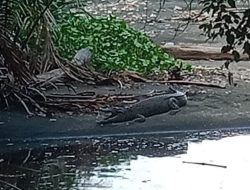 Viral Foto Penampakan Buaya di Daerah Labau Pantai Timur Selayar