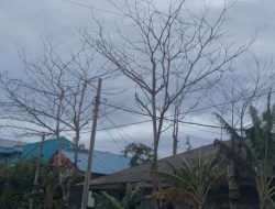 Pohon Mati dan Rawan Tumbang di Benteng, Selayar, Disorot Wartawan