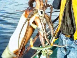 Dicari Hingga Malam Hari, Nelayan Tarupa Tak Kunjung Ditemukan