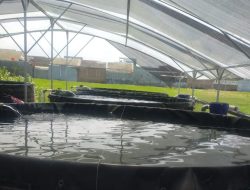 Pemdes Pacul  Kembangkan Budidaya Ikan Tawar, Gandeng Dinas Perikanan Tegal