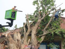 Akibat Hujan dan Angin Kencang Pohon Besar Roboh Timpa Bangunan Sekolah dan Rumah Warga di Tegal