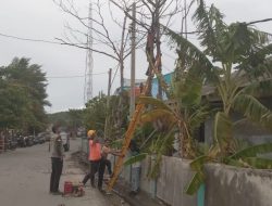 Dipimpin Kabid Darlog, Pohon Rawan Tumbang di Jalan Soekarno Hatta Dieksekusi BPBD Selayar