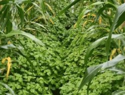 Sekretaris Desa Tadui, Mamuju, Melakukan Terobosan Menanam Nilam