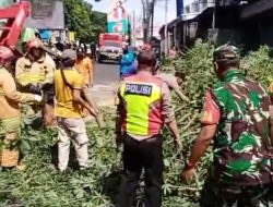 Quick Response Polres Batu Evakuasi Pohon Tumbang di Jalan Patimura
