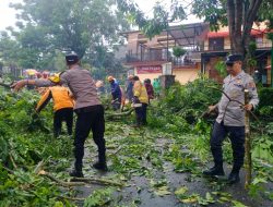 Kota Batu Dilanda Cuaca Ekstrem, Akibatkan Pohon Tumbang di Beberapa Lokasi