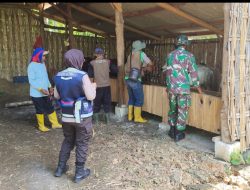 Babinsa Koramil 0812/18 Brondong Dampingi Vaksinasi PMK di Desa Sendangharjo