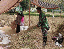 Dukung Program Ketahanan Pangan, Ini Langkah Babinsa Desa Sukarapih Koramil 1211/Singaparna