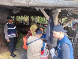 Bhabinkamtibmas Polsek Bumiaji Dampingi Vaksinasi PMK Ternak Sapi Warga Desa Punten