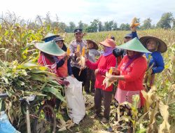 Panen Raya Jagung di Petak 122 Perhutani, Wujud Dukungan Polri Terhadap Ketahanan Pangan