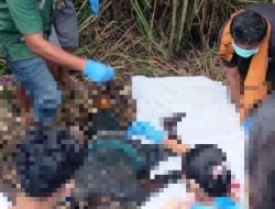 Personel Polres Polman dan Polsek Campalagian Datangi TKP Penemuan Mayat di Desa Sumarrang Polewali Mandar