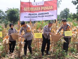 Dukung Ketahanan Pangan Nasional, Kapolres Madiun Bersama Jajaran Melaksanakan Panen Jagung di Desa Ngranget
