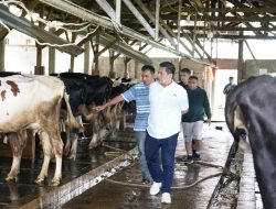 Kemenkop RI Dorong Koperasi Peternak Sapi Perah Garut Suplai Susu untuk Program MBG