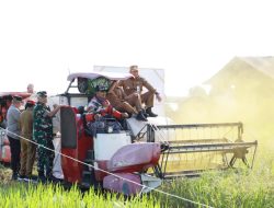 Desa Panca Karya Barito Kuala, Pusat Kegiatan Panen Raya Padi Serentak