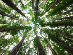 Tak Ramah Lingkungan, KLH Siap Beri Sanksi dan Tindak Tegas Perusahaan Predikat Hitam dan Merah