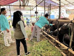 Disbunak Batola Pastikan Ternak Kurban Bebas PMK dan LSD