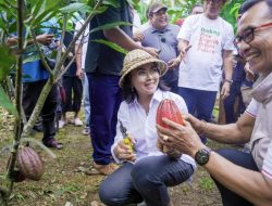 Bupati Badung Adi Arnawa Tinjau Kebun Kakao di Banjar Lipah, Petang