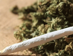 Selundupkan Ganja Malaysia Lewat Paket Pos, Satu Tersangka Diciduk Polisi di Bali