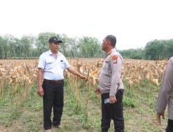Kapolres Simalungun Cek Kesiapan Panen Raya Jagung Serentak Dukung Swasembada Pangan Nasional