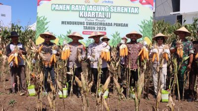 Kapolres Batu Bersama Forkopimda Kota Batu Laksanakan Panen Raya Jagung Serentak Kuartal II