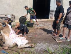 Pengusaha Ayam Potong di Kadungora Garut Sukses Melaksanakan Ibadah Kurban Tahun Ini