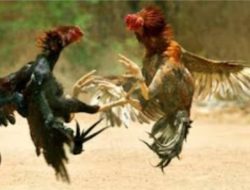 Praktik Perjudian Sabung Ayam di Pematangsiantar, Warga Minta Aparat Tindak Tegas