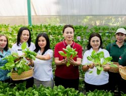 TP PKK Badung Panen Sayur Pokcoy Hidroponik