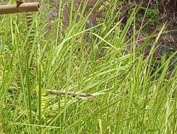 Oknum warga Desa Rantebulahan Mambi Sulbar Serobot Tanah Bersertifikat, Tidak Indahkan Polisi