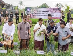 Bupati Badung Lakukan Panen Perdana Pengembangan Bawang Merah di Subak Padedekan, Angantaka