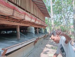 Janji Pengelola Ternak Kambing Milik Desa Slawi Kulon Dianggap Ingkar. Ketua RW: Bila Tidak Sesuai Janji Bongkar Saja