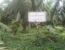 Ketua DPW LSM Elang Mas Provinsi Sumut SH Purba TBK SH Minta Akuang Stop Panen Sawit yang Telah Disita Kejati Sumut
