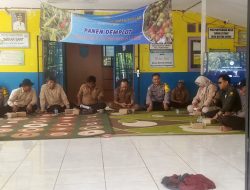 Demplot Cabai Taruna F1 Harapan Baru dari Kertak Empat, Kabupaten Banjar