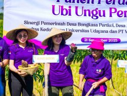 Ketua TP PKK Badung Panen Perdana Ubi Ungu dan Temu Rasa dengan Lansia Desa Bongkasa Pertiwi