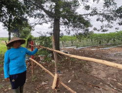 Ketika Pagar Besi Mengurung Nafkah Sejumlah Petani Pepaya di Banjarbaru, Kalimantan Selatan