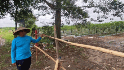 Ketika Pagar Besi Mengurung Nafkah Sejumlah Petani Pepaya di Banjarbaru, Kalimantan Selatan