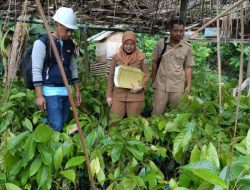 Disbun Sulbar Lakukan Monitoring Penyaluran Benih Kakao di Polman, Pastikan Berkualitas Unggul