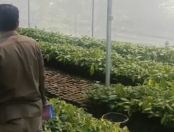 Dukung Peremajaan Kakao dan Ketersediaan Benih, Disbun Sulbar Identifikasi Kebun Masyarakat Tiga Kabupaten