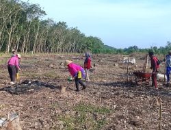 LSM Gempita DPC Air Kumbang Sukseskan Ketahanan Pangan, Dukung Program Presiden Prabowo