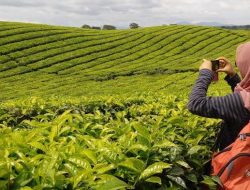 Jaga Warisan Negeri, PTPN IV Tegaskan Kebun Teh Sidamanik Tak Akan Dikonversi Sawit