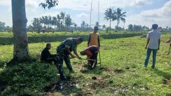 Babinsa Koramil 1211/Singaparna dan Pemdes Singaparna Tanam Jagung Bersama
