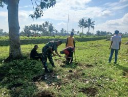 Babinsa Koramil 1211/Singaparna dan Pemdes Singaparna Tanam Jagung Bersama