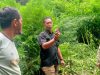 Deninteldam I/BB Temukan Ladang Ganja di Hutan Sibuatan, Karo